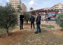 Peñíscola amplía la plantación de árboles