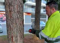 El Ayuntamiento de Peñíscola inicia el tratamiento preventivo contra la procesionaria