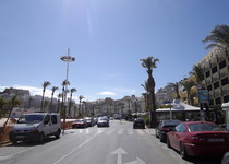 El Ayuntamiento de Peñíscola toma medidas contra la propagación de la plaga del Picudo Rojo