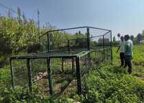 El Ayuntamiento de Peñíscola instala la primera de dos jaulas para el control de la fauna cinegética