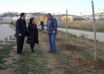 El Ayuntamiento planta diversas especies de árboles en la senda de la marjal y la avenida Pigmalión