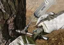 El Ayuntamiento de Peñíscola inicia los tratamientos contra la procesionaria