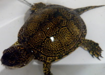 La Policía Local de Peñíscola recupera una tortuga galápago europea, especie en peligro de extinción‏